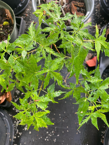 Acer palmatum 'Mama' Dwarf Japanese Maple